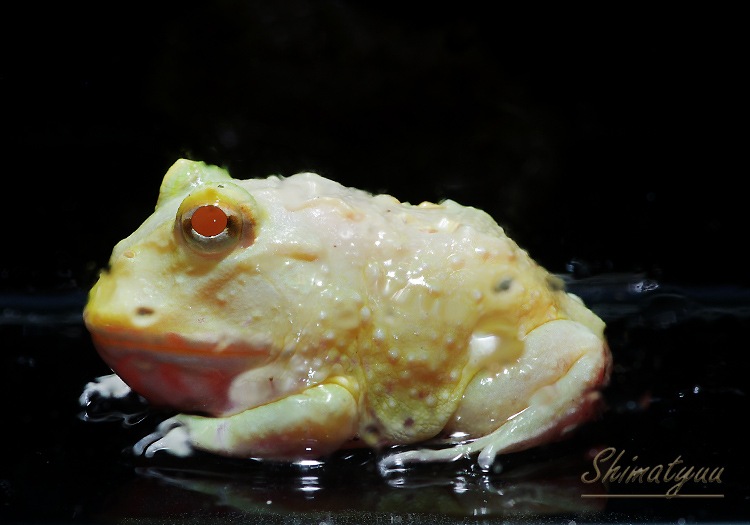 一点物 クランウェルツノガエル “ライムグリーン” No.06 | 両生類