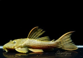 ����ʪ����������åȥȥ�ࡡ�ȥ饸�����ɡɡ�No.01