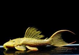 ����ʪ����������åȥȥ�ࡡ�ȥ饸�����ɡɡ�No.08