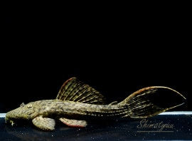 ʪ٥٥åȥȥ  ȥ饰ɡNo.01