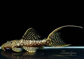 ò!!ʪե䡼ɥåȥȥࡡߥɥ륵No.03