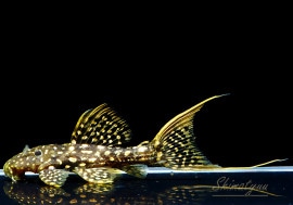 ò!!ʪե䡼ɥåȥȥࡡߥɥ륵No.05