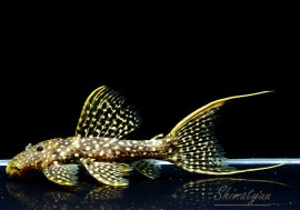 ò!!ʪե䡼ɥåȥȥࡡߥɥ륵No.07