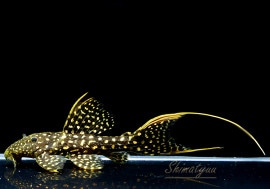 ò!!ʪե䡼ɥåȥȥࡡߥɥ륵No.08