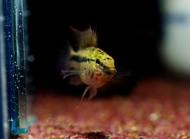 ����ʪ��Ap.sp.�Х��ڥ�����D50���ȥꥪ���Х��ڥ��ɡ�WILD�����У�