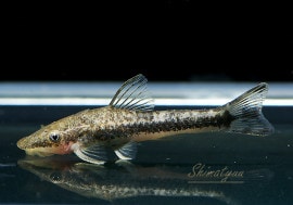 ��Ǯ�ӵ��ۡ����ȥ��󥯥륹sp���ƥ쥹�ԥ쥹����3ɤ