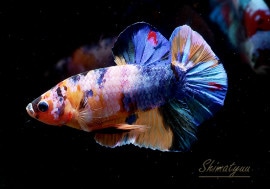 ��Ǯ�ӵ��۰���ʪ��HM���ץ饫�åȡ�No.01