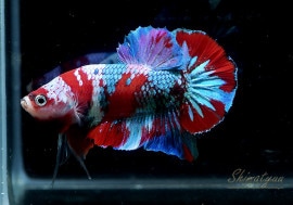 ��Ǯ�ӵ��۰���ʪ��HM���ץ饫�åȡ�No.02