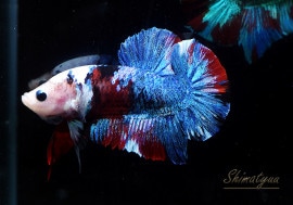 ��Ǯ�ӵ��۰���ʪ��HM���ץ饫�åȡ�No.03