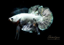 ��Ǯ�ӵ��۰���ʪ��HM���ץ饫�åȡ�No.04