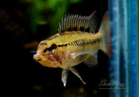 ����ʪ������.sp.Z3���ףɣ̣ġ�1Pr