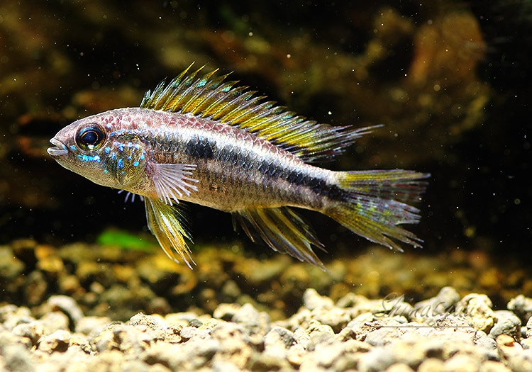 ａｐ ビタエニアータ オレンジ ｗｉｌｄ ペルー １ｐｒ アピストグラマ Aqua F東京店通販ショップ