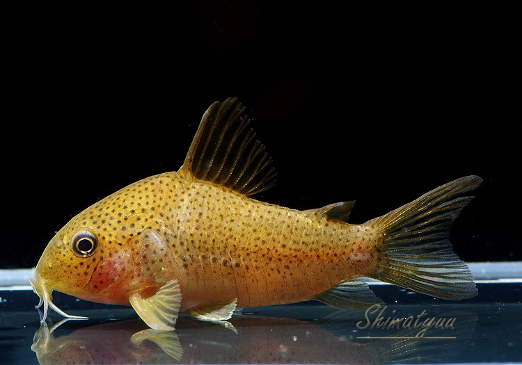 Co.sp.cf.アピアカ ジュルエナⅠ WILD 3匹 | コリドラス,ショート