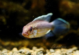 ʪ.sp.Icana񻺥֥꡼ɡ1У