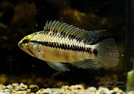 ����ʪ��Ap.sp.�Х��ڥ�����D50���ȥꥪ���Х��ڥ��ɡ�WILD�����У�