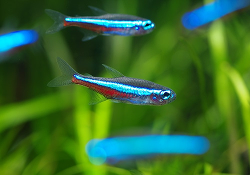 グリーンネオン 熱帯魚】 グリーンネオンテトラ (ML～L) WILD “コロンビア” 10匹