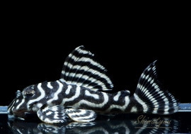 ʪ-333ۥ磻ȥ를֥顡No.02