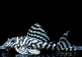 ʪ-333ۥ磻ȥ를֥顡No.05