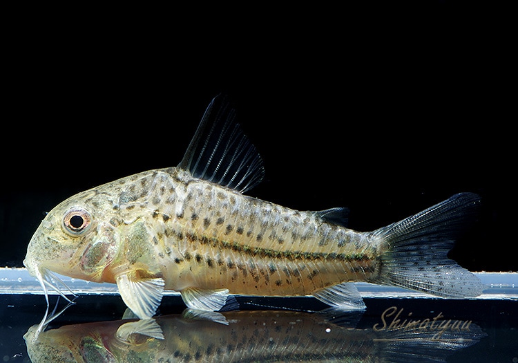 Co ボエルケイ Wild 3匹 コリドラス ショートノーズ Aqua F東京店通販ショップ