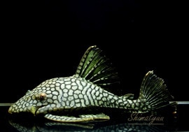 ʪե륹ݥåȥץ쥳No.01