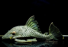 ʪե륹ݥåȥץ쥳No.02