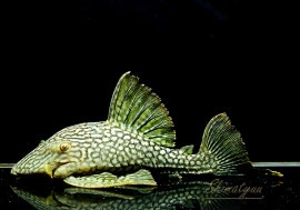 ʪե륹ݥåȥץ쥳No.03