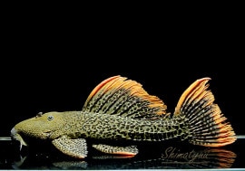 ʪ󥸥ե쥪ѡɥȥࡡNo.02