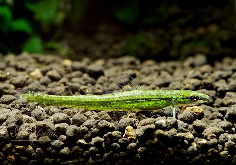 熱帯魚】 グリーンダータ・テトラ “リオ・プレット・ダ・エーヴァ