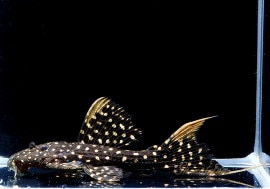 ò!!ʪե䡼ɥåȥȥࡡߥɥ륵No.01