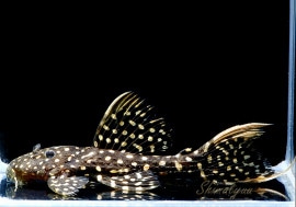 ò!!ʪե䡼ɥåȥȥࡡߥɥ륵No.02