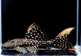 ò!!ʪե䡼ɥåȥȥࡡߥɥ륵No.04