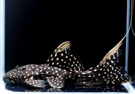 ò!!ʪե䡼ɥåȥȥࡡߥɥ륵No.05