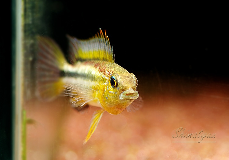 ａｐ ビタエニアータ レッド ｗｉｌｄ ペルー １ｐｒ アピストグラマ Aqua F東京店通販ショップ