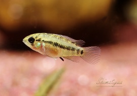 .sp. ۥͥ Z10񻺥֥꡼ɡ5ɤ