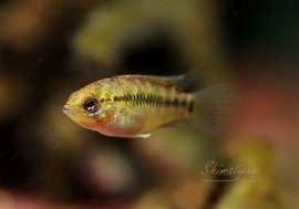 アピストグラマ ,アピストグラマ Breed | AQUA-F東京店通販ショップ