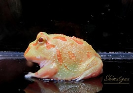 ����ʪ������󥦥���ĥΥ����롡�饤�॰�꡼��No.02