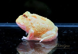 ����ʪ������󥦥���ĥΥ����롡�饤�॰�꡼��No.04