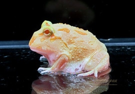 ����ʪ������󥦥���ĥΥ����롡�饤�॰�꡼��No.05