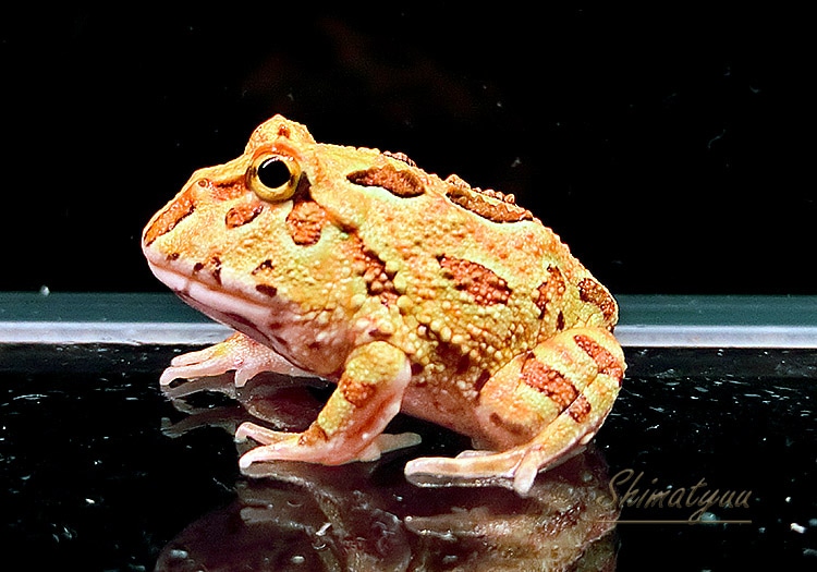 一点物 クランウェルツノガエル ブラウン No 01 両生類 Aqua F東京店通販ショップ 一点物 クランウェルツノガエル ブラウン No 01 両生類 Aqua F東京店通販ショップ