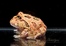 ����ʪ������󥦥���ĥΥ����롡�֥饦��No.02