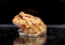 ����ʪ������󥦥���ĥΥ����롡�֥饦��No.03