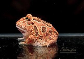 ����ʪ������󥦥���ĥΥ����롡�֥饦��No.04