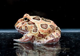 ����ʪ������󥦥���ĥΥ����롡�֥饦��No.05