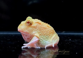 ����ʪ������󥦥���ĥΥ����롡���󣴥��ݥåȡ�No.01