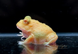 ����ʪ������󥦥���ĥΥ����롡���󣴥��ݥåȡ�No.03