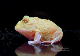 ����ʪ������󥦥���ĥΥ����롡���󣴥��ݥåȡ�No.04