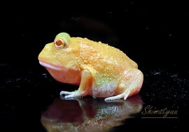 ����ʪ������󥦥���ĥΥ����롡���󣴥��ݥåȡ�No.05