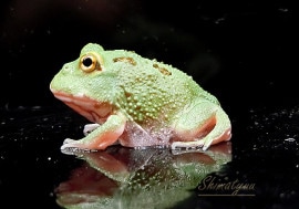 ����ʪ������󥦥���ĥΥ����롡�ޥ����åȣ����ݥåȡ�No.01