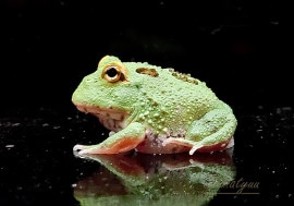 ����ʪ������󥦥���ĥΥ����롡�ޥ����åȣ����ݥåȡ�No.02