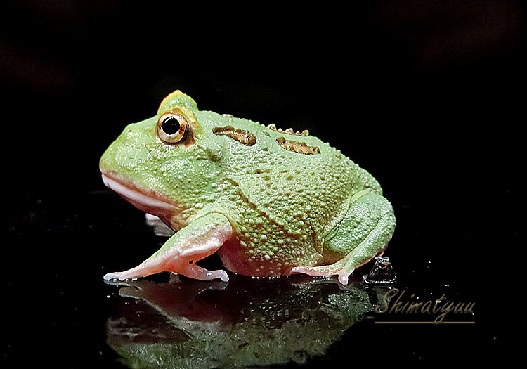 一点物 クランウェルツノガエル マスカット4スポット No.06 | 両生類